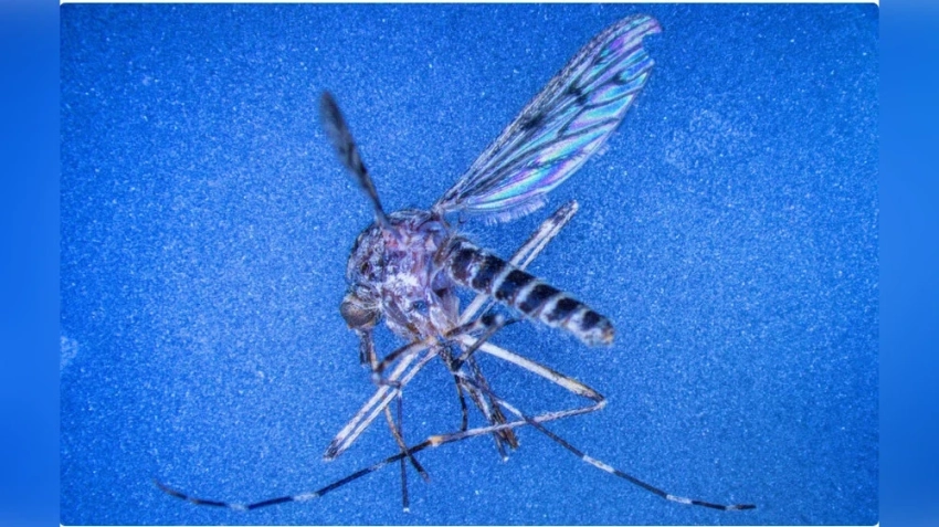 В Исландии впервые обнаружили комаров