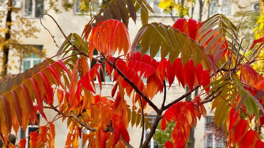 Ясная погода сохранится на большей части Казахстана в ближайшие дни