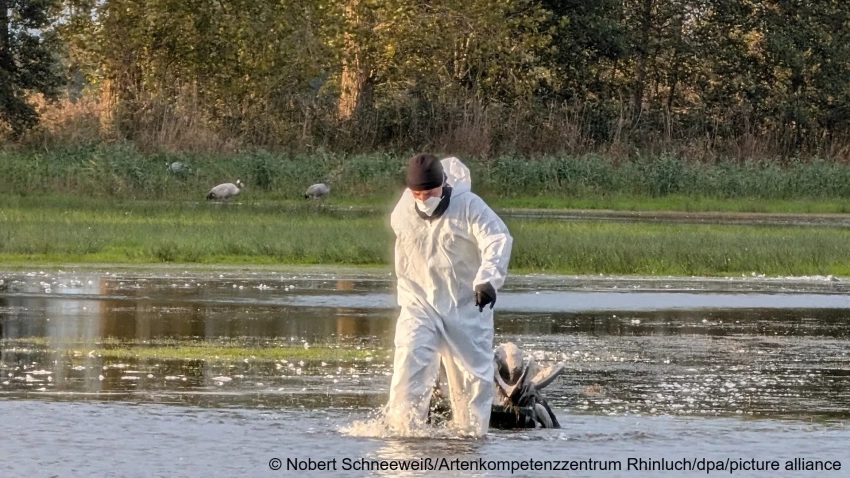 В Германии гибель журавлей от птичьего гриппа достиг невиданных масштабов