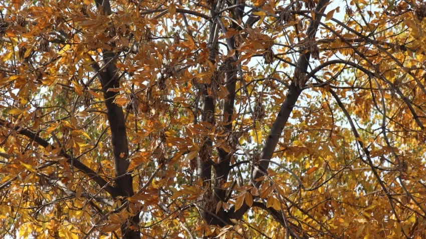 Какой будет погода в Узбекистане в ноябре