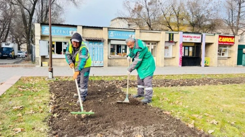 «Бишкекзеленстрой»: Бишкекчане, не выкапывайте тюльпаны