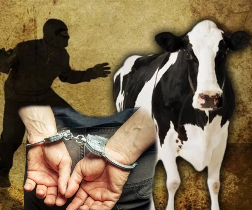 В Таласском районе раскрыли кражу скота на 800 тысяч сомов