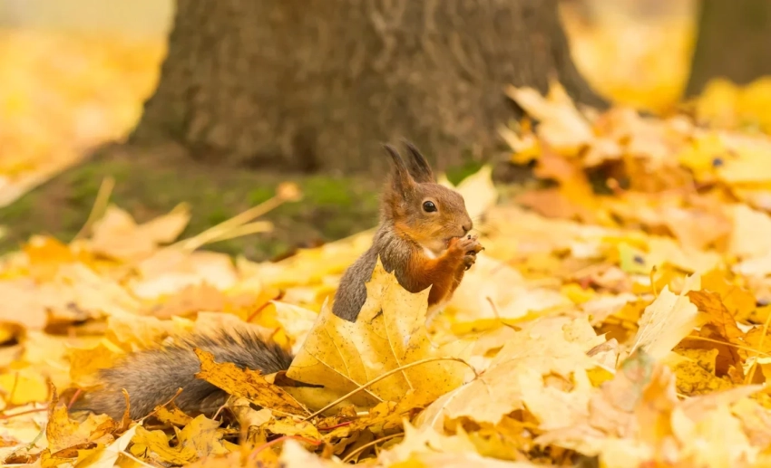 Бишкекчан ждет теплая и преимущественно ясная погода в начале декабря