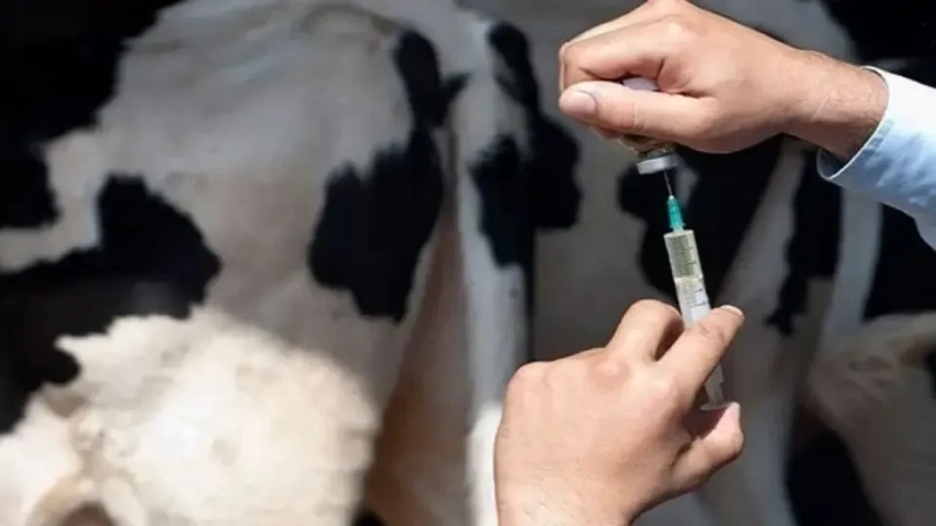 В Кыргызстане хотят запустить пилотную программу «Молодой ветеринар: жильё и карьера»