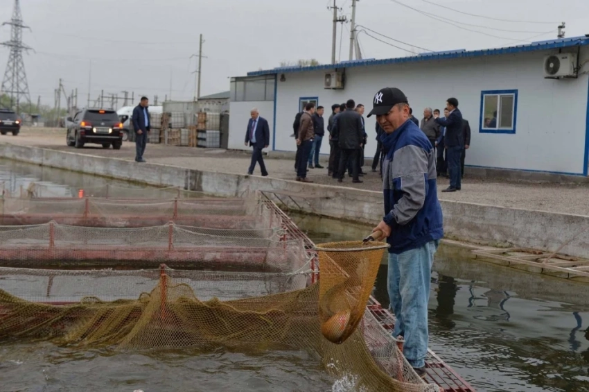 Укрупнение рыбных хозяйств и создание кооперативов - требование дня