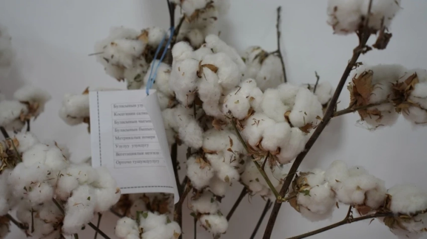 В Кара-суу открыт обновленный корпус хлопководческой станции