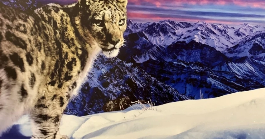 Кыргызстанский «Оскар». В Бишкеке пройдет «Ак Илбирс 2025»