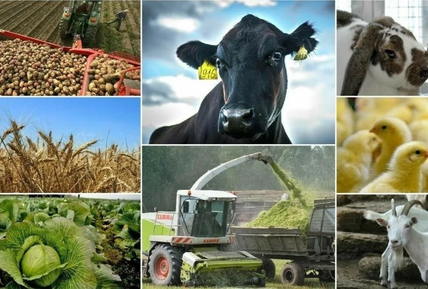 На ярмарке в Тонском районе мясо яка продавали по 600 сомов