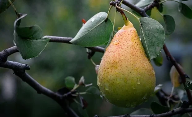 Найдено природное средство для защиты кишечника от воспаления