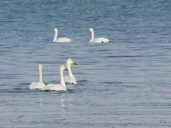 Проведен зимний учёт околоводных и водоплавающих птиц на озере Иссык-Куль и водохранилище Орто-Токой