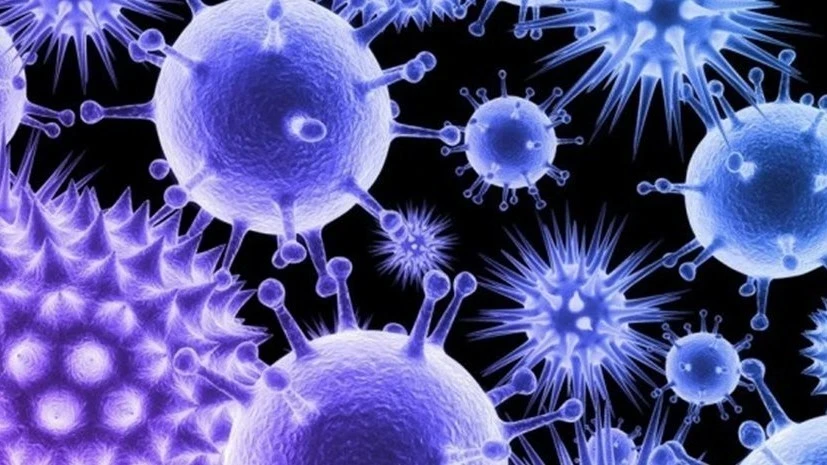 ВОЗ предрекла новые заражения Нипах из-за слабой изученности вируса