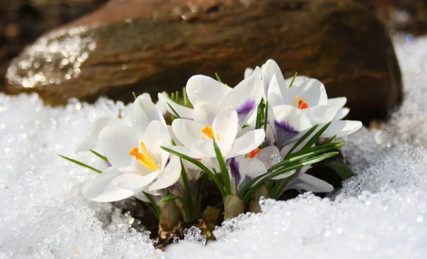 В феврале в Кыргызстане температура воздуха поднимется до +20 градусов - комментарий синоптиков