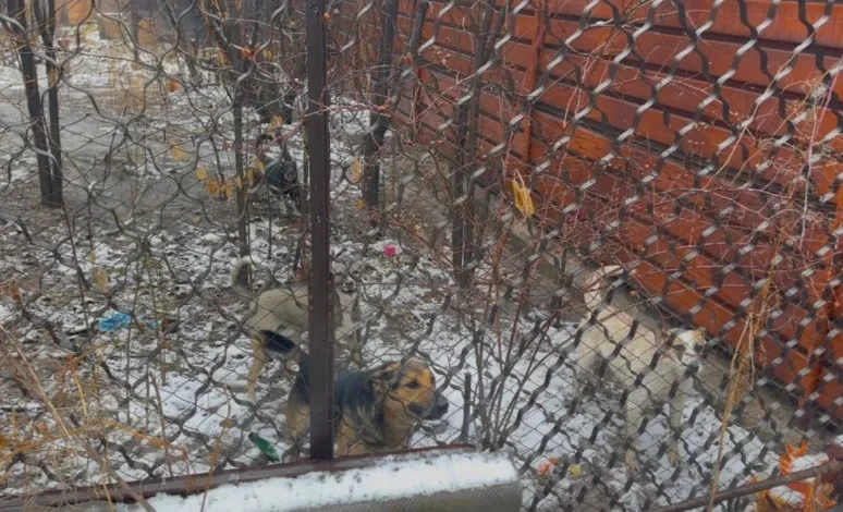 В «Тазалыке» пояснили ситуацию по отстрелу собак в Новопавловке