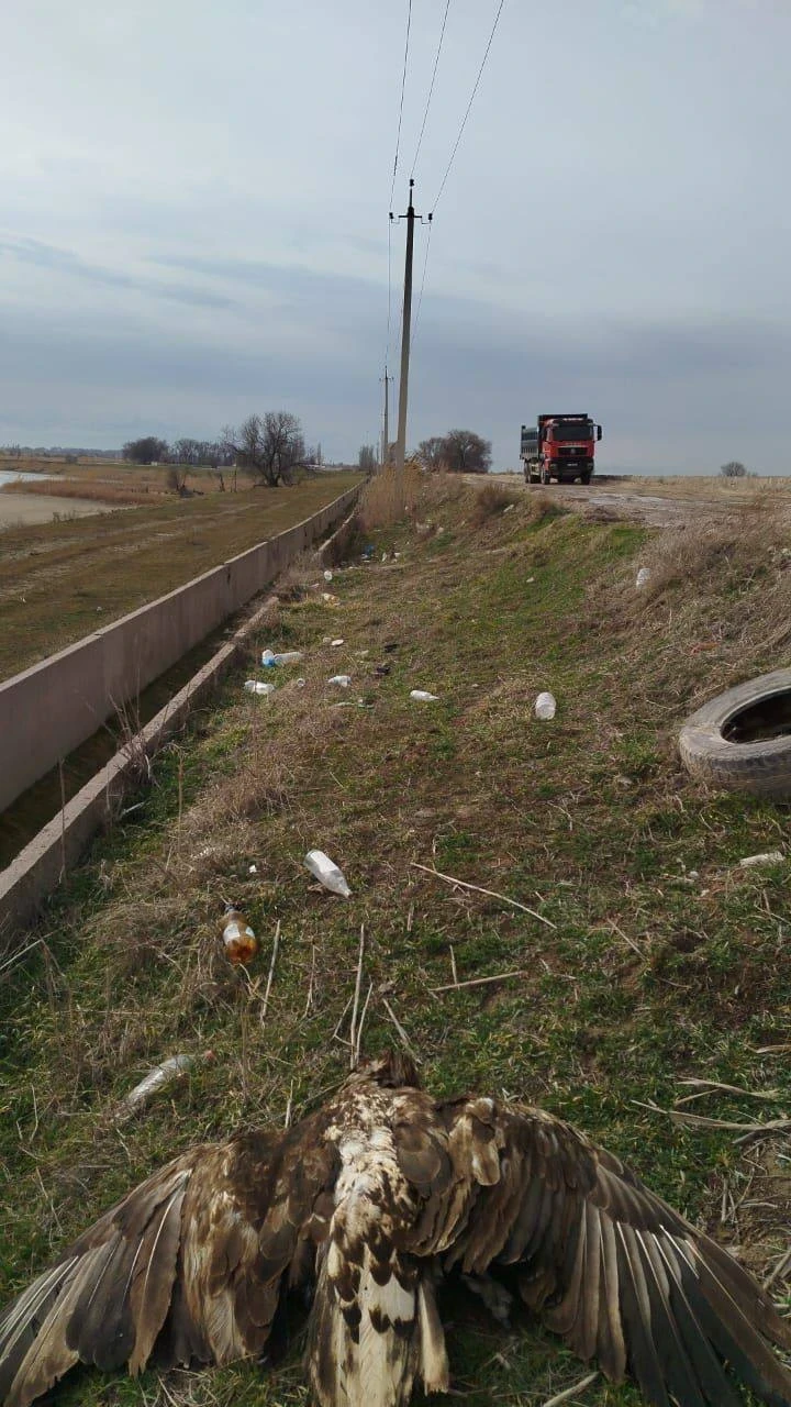 В районе Озерного найден мертвый орлан-белохвост. Экологи бьют тревогу