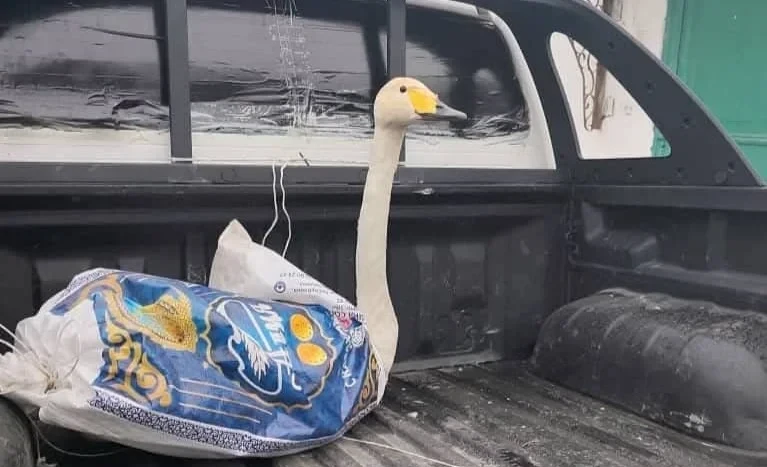 Нелетающего лебедя нашли недалеко от Чон-Кеминского природного парка