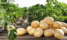 АгроДиалог – 2026. Фермер из Ат-Баши собрал рекордный урожай картофеля