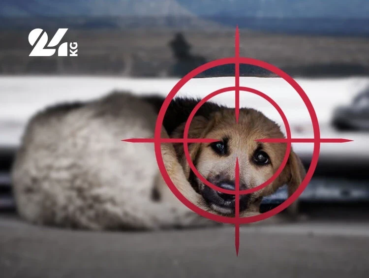 Отстрел или стерилизация: почему не решается проблема бездомных собак в Бишкеке