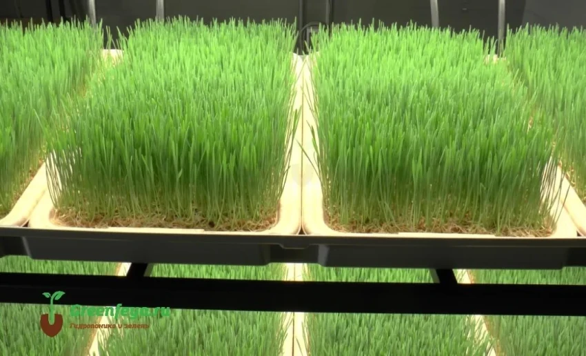 В сельском хозяйстве активно внедряют гидропонику