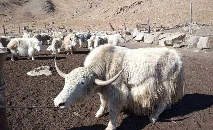 Поголовье яков в Кыргызстане превысило 61 тысячу