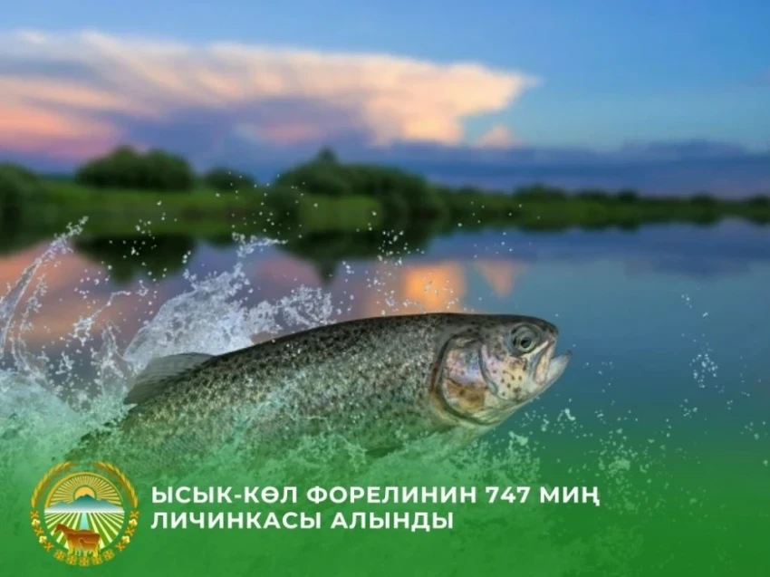 В Иссык-Кульской области вывели более 700 тысяч личинок форели