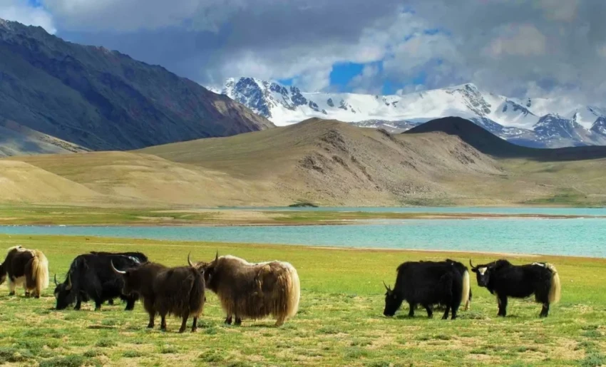 АгроДиалог – 2026. Фермер из Алая разводит более 300 яков, повышая качество мяса