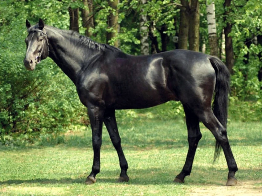 Кабмин потратит 147 млн сомов на лошадей английской породы для Игр кочевников