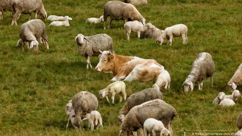 В Кыргызстане сельхозперепись пройдет в цифровом формате