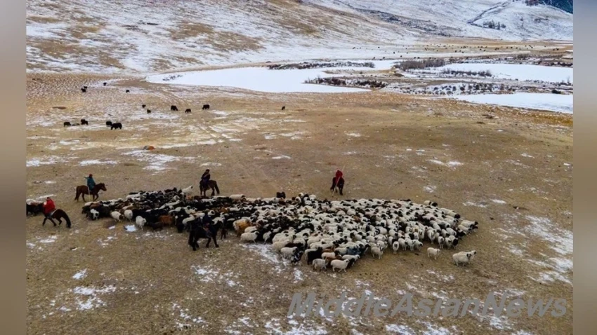 Пастухам будут предоставлены бесплатные земельные участки для выращивания кормовых культур