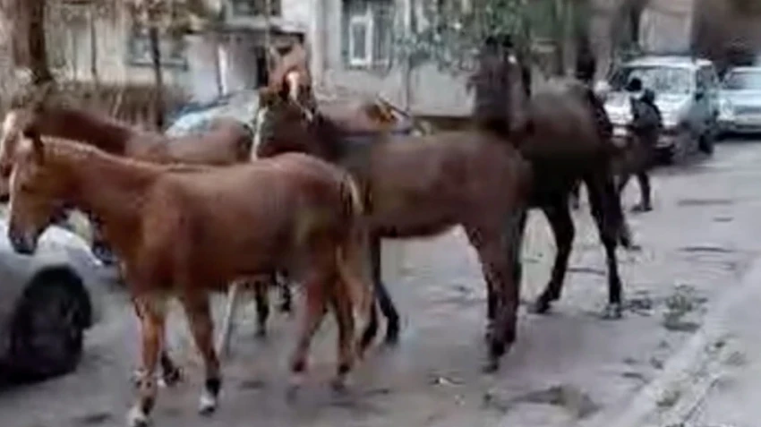 Горожане пожаловались на пасущихся в микрорайоне "Асанбай" лошадей. Ответ мэрии