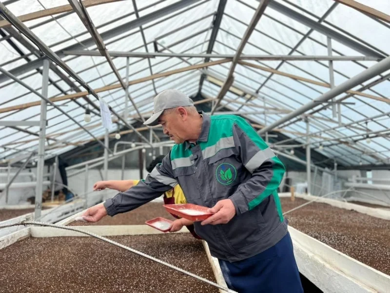 Бишкек украсят около двух миллионов цветов в 2026 году