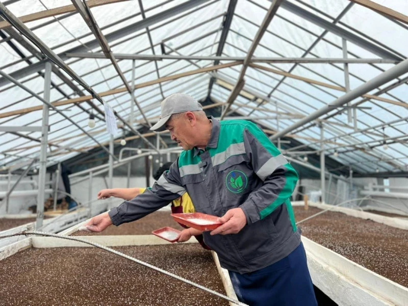 Весной в Бишкеке высадят два миллиона однолетних цветов