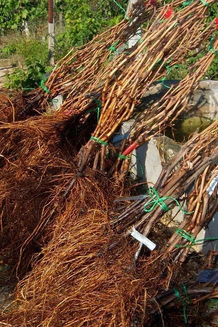 В Кыргызстан не пустили почти 83 тысячи саженцев из Узбекистана