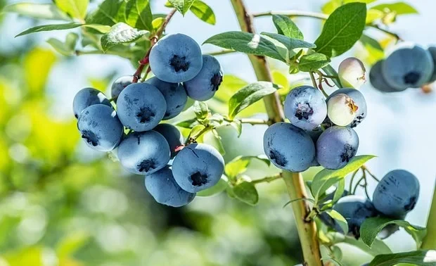 Названа удивительно полезная для сердца и кишечника ягода