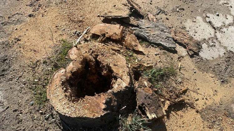 В Бишкеке продолжаются работы по благоустройству и озеленению улицы Ауэзова