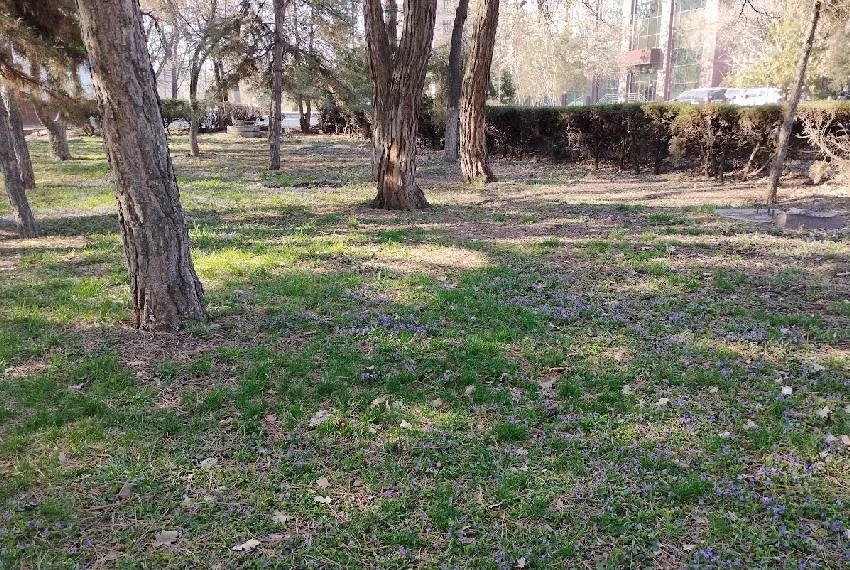 Утро на Иссык-Куле и весенний Бишкек. Фото и видео читателей 24.kg