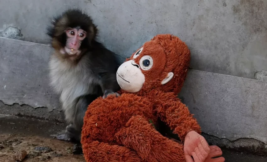 Число посетителей зоопарка в Японии удвоилось из-за интереса к макаке Панти