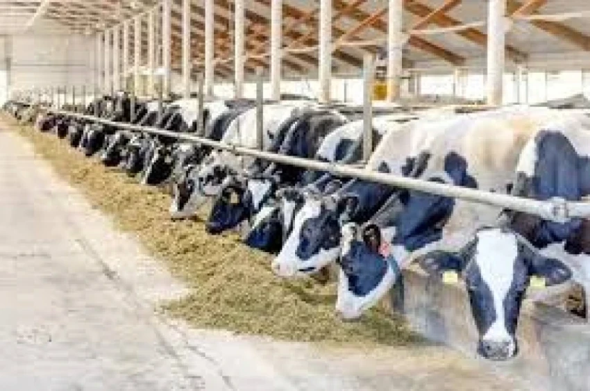 Законопроект о племенном животноводстве принят ЖК в третьем чтении