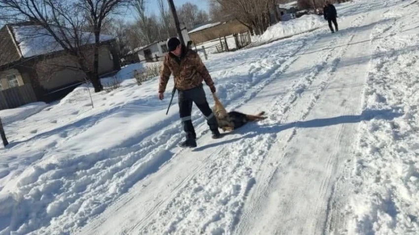 "Защищаем граждан": в мэрии Бишкека ответили на возмущение депутата отстрелом собак