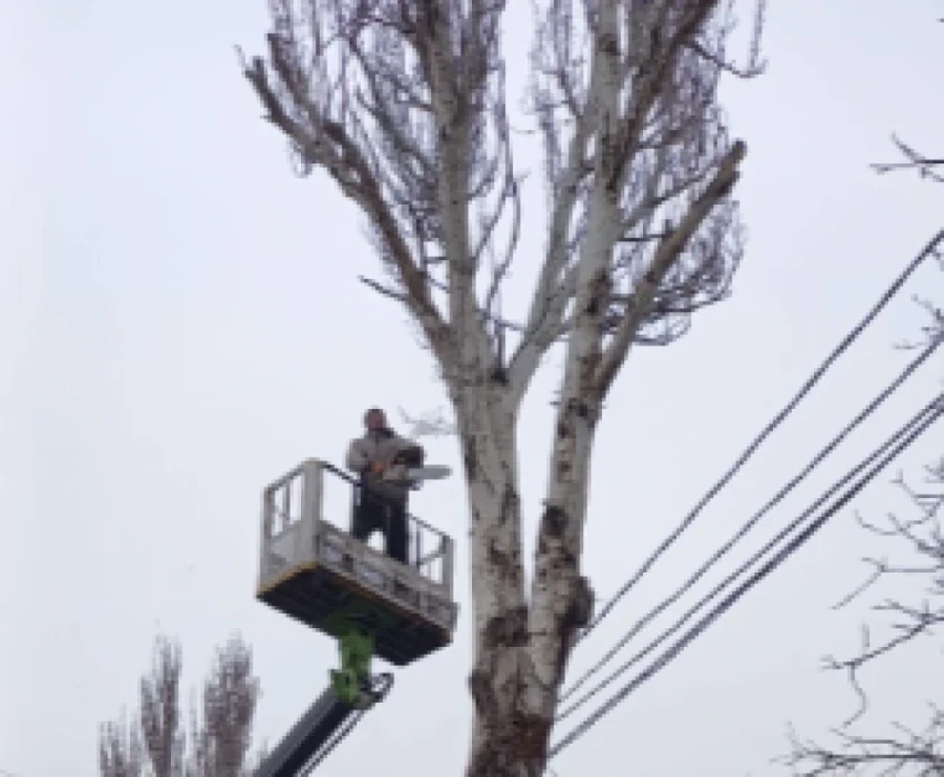 В мэрии Бишкека объяснили вырубку деревьев на улице Махатмы Ганди