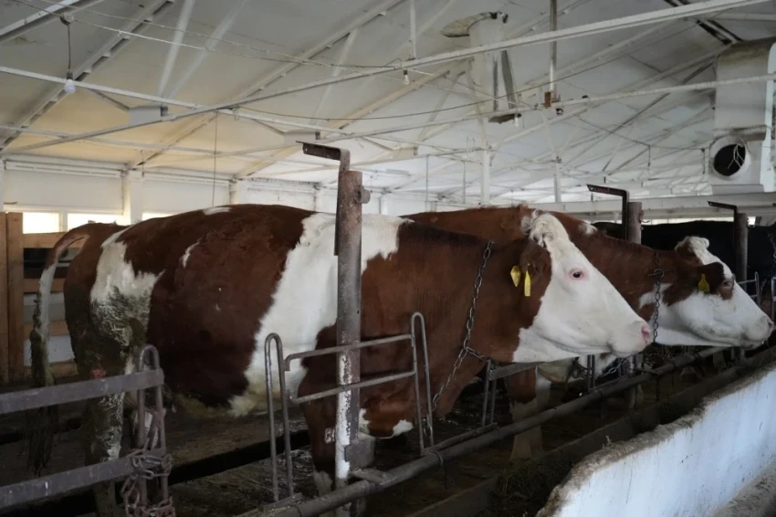 Эрлист Акунбеков взял на контроль ремонт госплемзавода в Сокулукском районе