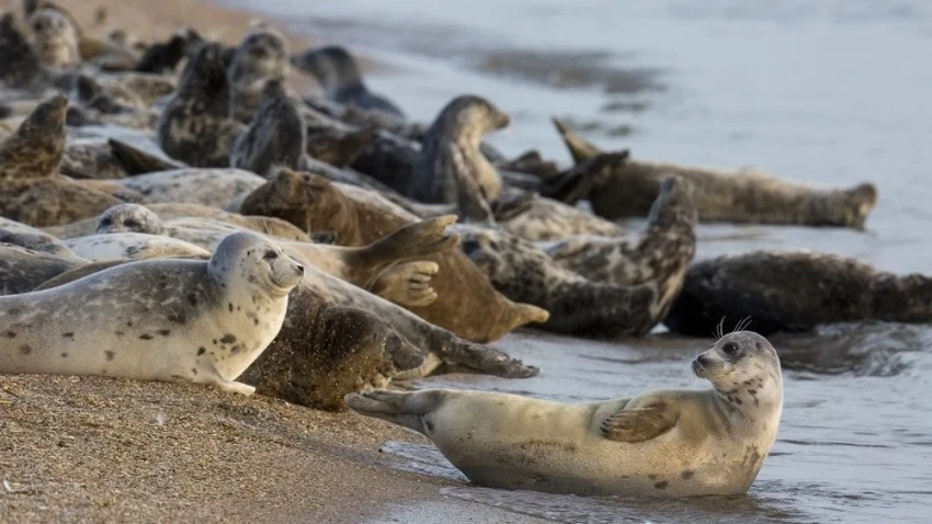 Одной из причин массовой гибели тюленей является ухудшение экологической обстановки в Каспийском море