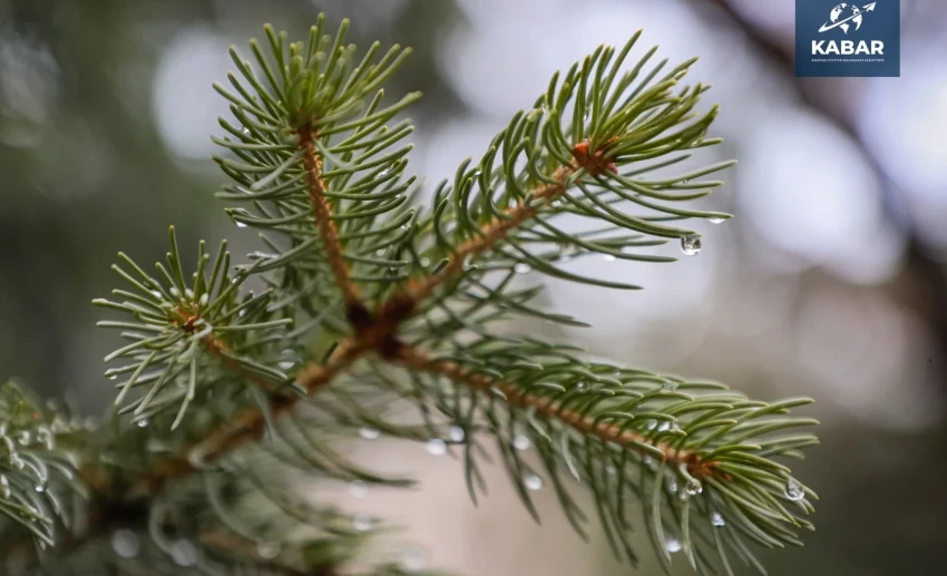 Прогноз погоды на 18 марта: дожди на юге, снег в горах и потепление в Бишкеке