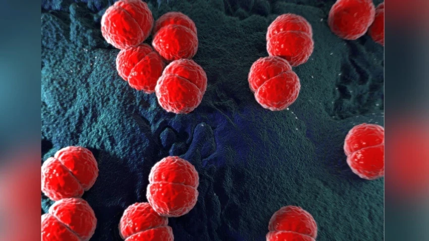 Ховд вводит ограничения в связи со вспышкой менингококковой инфекции