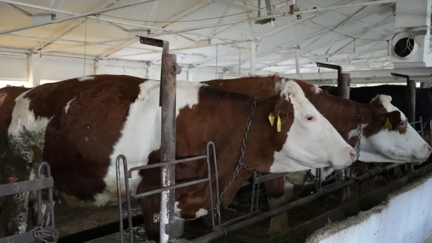 Казахстан ввел ограничения на ввоз и транзит животных из РФ в ​связи со ​сложной эпизоотической ​обстановкой, - Минсельхоз