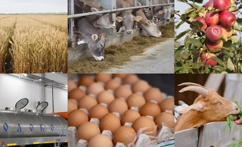 Жапаров: Нарын инвестирует в сельское хозяйство и экспорт продукции