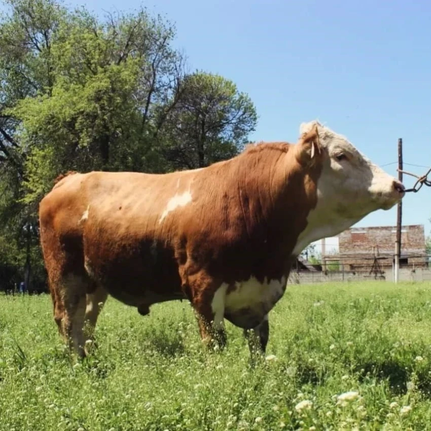 Казахстан ввел временный запрет на импорт мяса из России