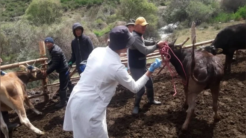 Казахстан вакцинирует весь скот в приграничных с Россией территориях