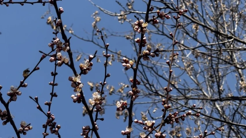 Жара до 32 градусов. Синоптики рассказали о погоде в Узбекистане до конца рабочей недели