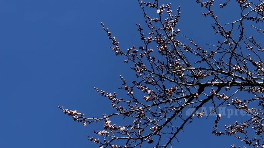 До +30 градусов ожидается на юге Казахстана в выходные