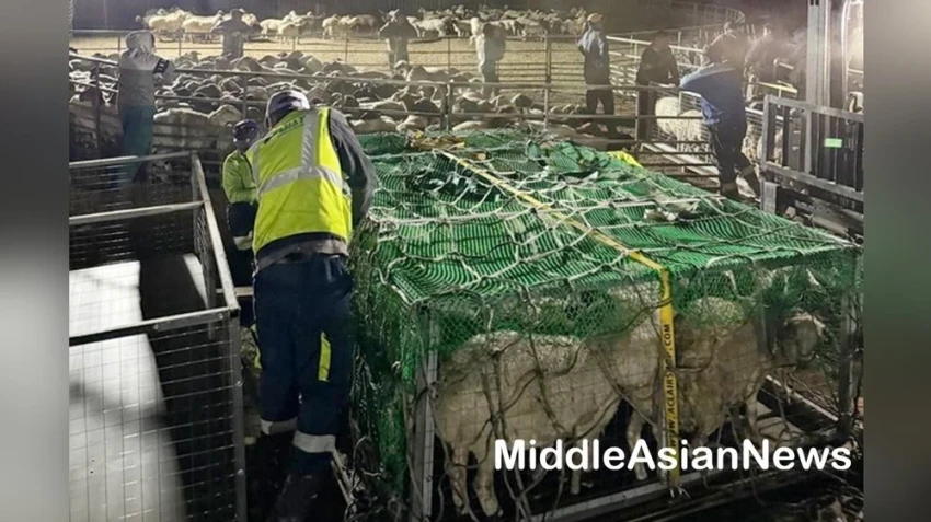 Сотрудничество между Узбекистаном и Монголией в животноводстве продолжает расти